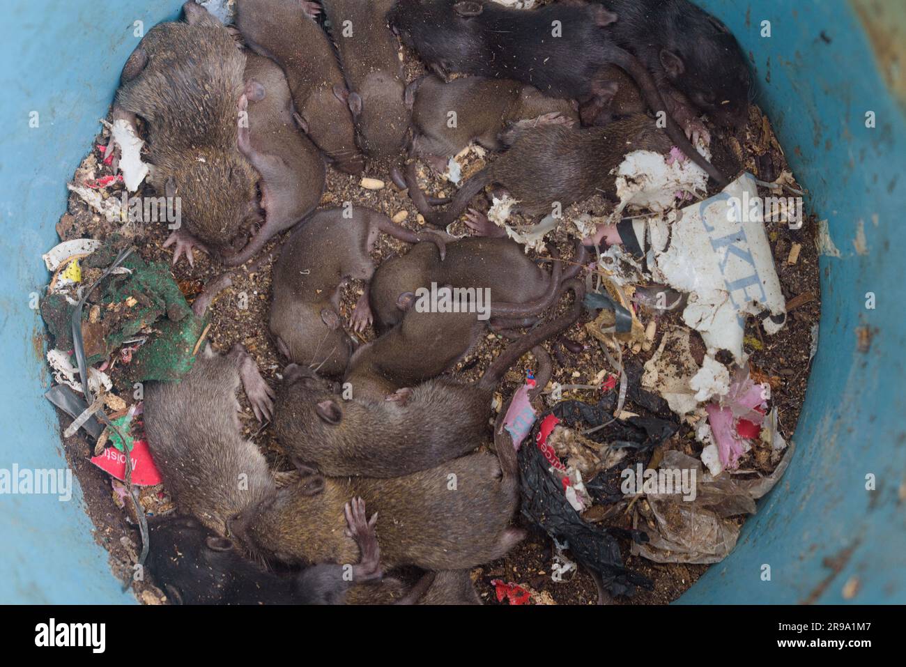 Close-up top view of dirty rat nest. Litter of baby rats inside a filthy garbage can. Rodent infestation. Pest control background. Household problem. Stock Photo