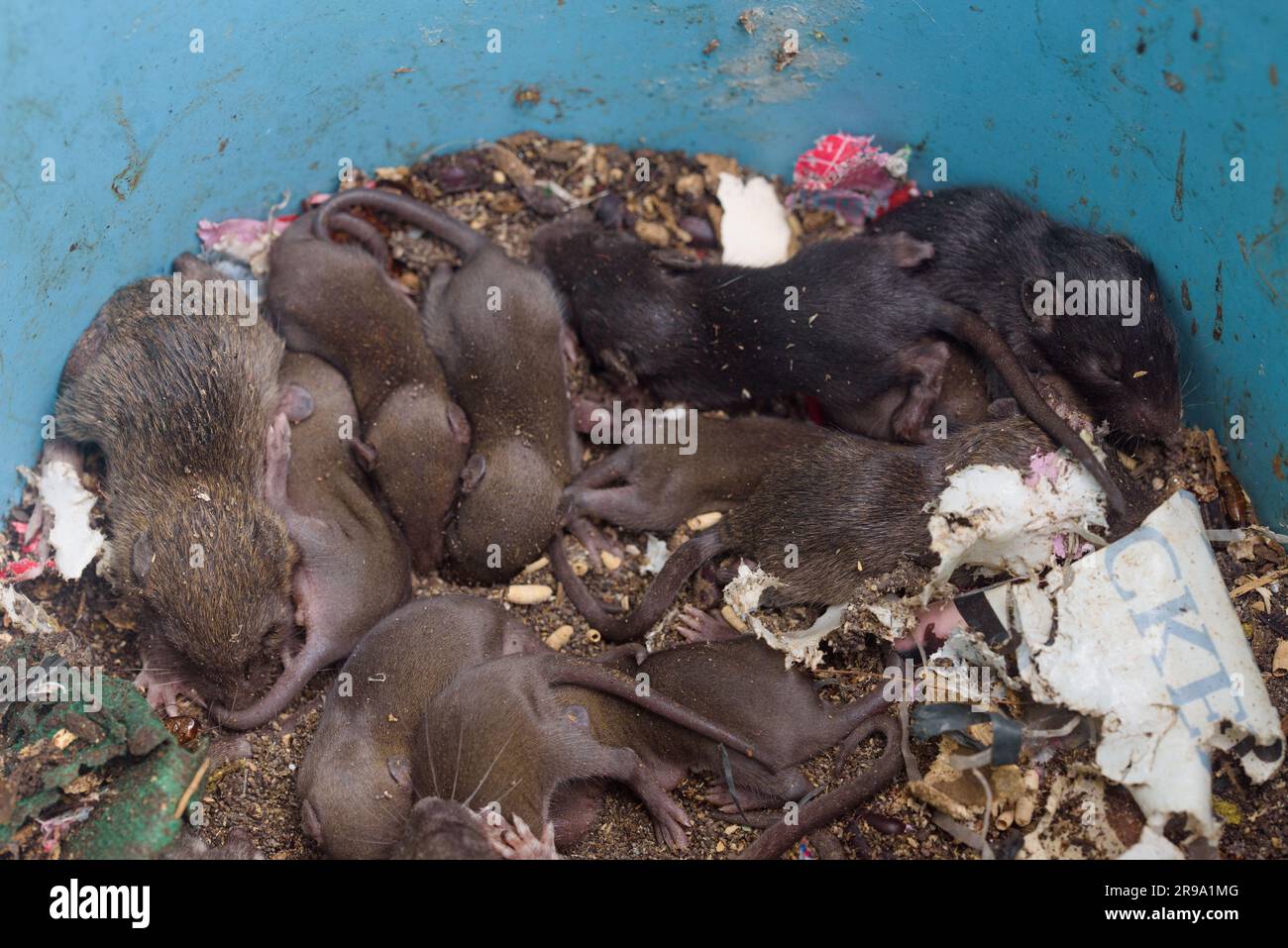 Close-up top view of dirty rat nest. Litter of baby rats inside a filthy garbage can. Rodent infestation. Pest control background. Household problem. Stock Photo