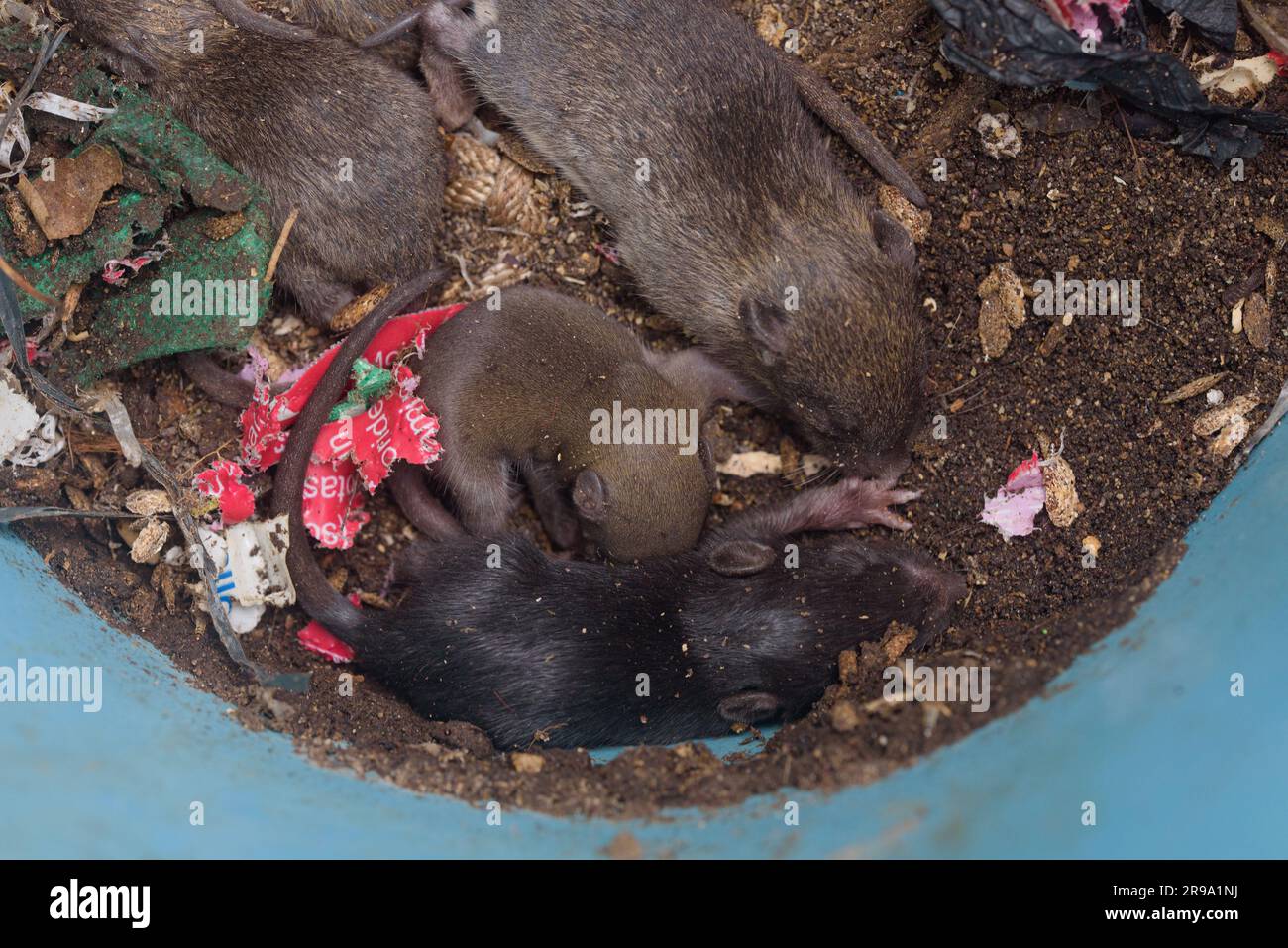 Closeup top view of dirty rat nest. Litter of baby rats inside a