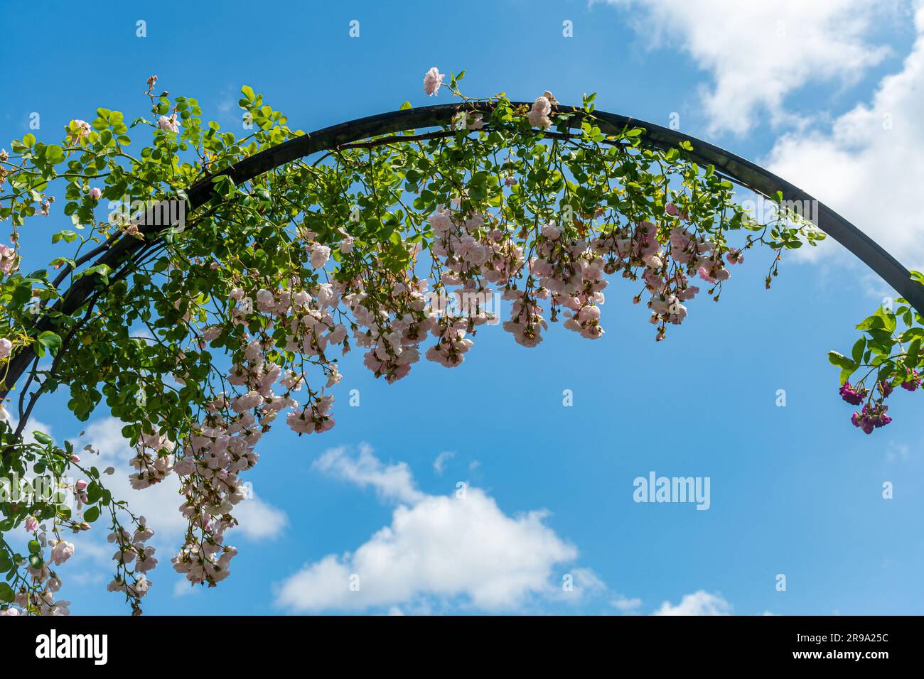 Pale pink rambling rose growing over a metal arch in a garden during June or summer against a blue sky, Hampshire, England, UK Stock Photo
