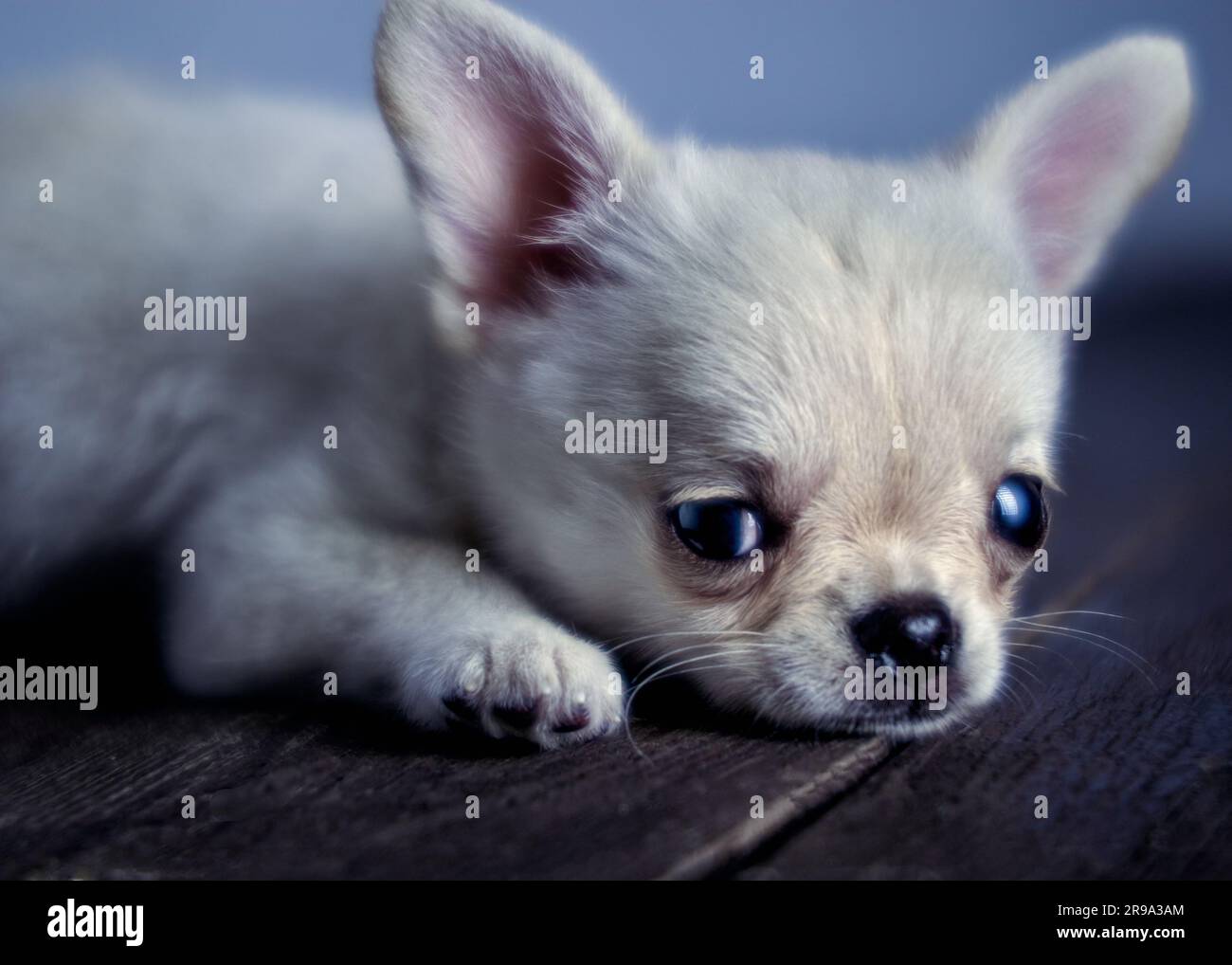 Close up photo a white chihuahua puppy lies on a wooden table Stock Photo