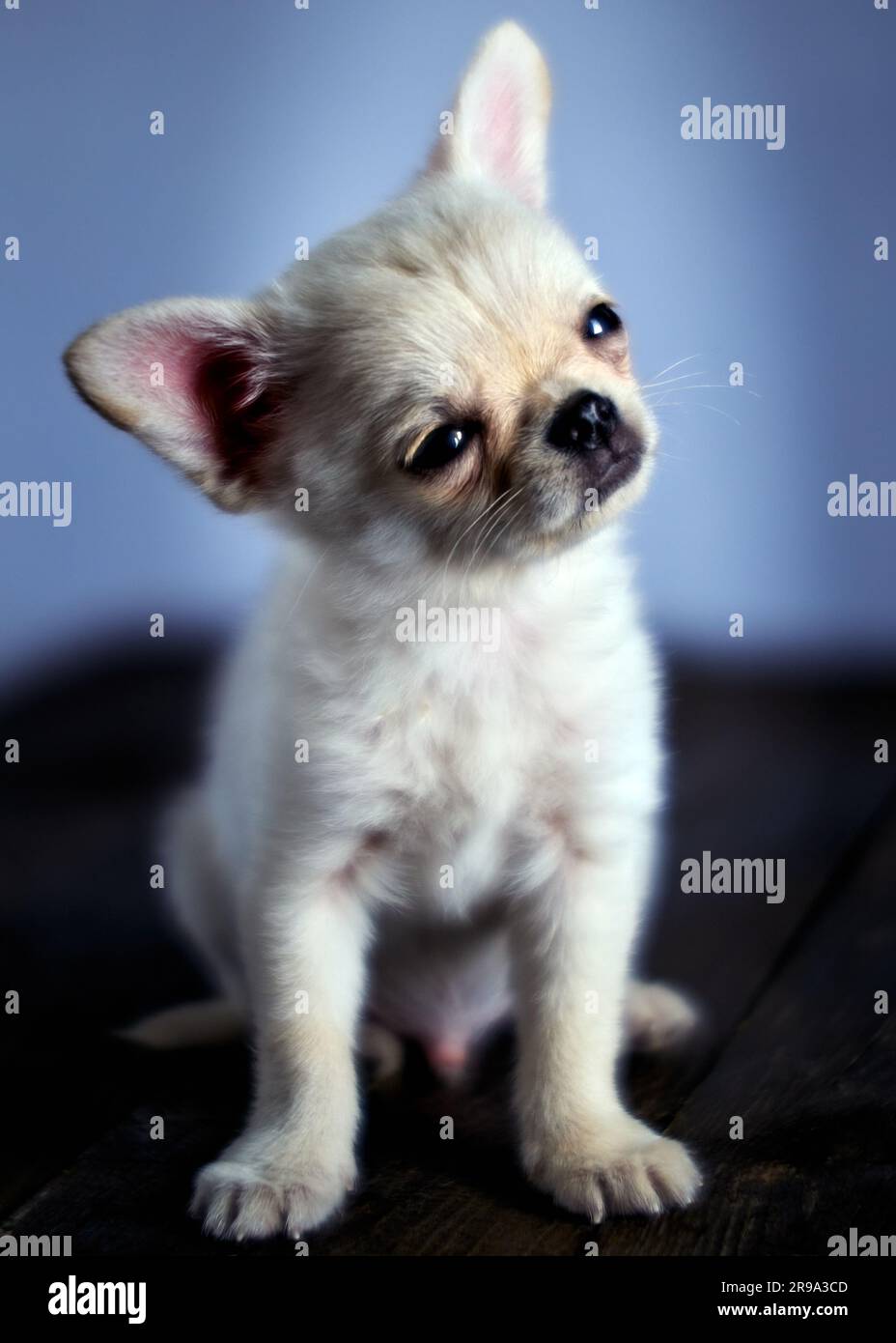 Cute white chihuahua puppy is sitting on a wooden table Stock Photo