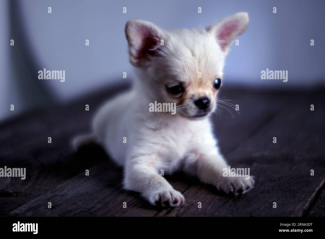 Little cute white chihuahua puppy is sitting on a wooden table Stock Photo
