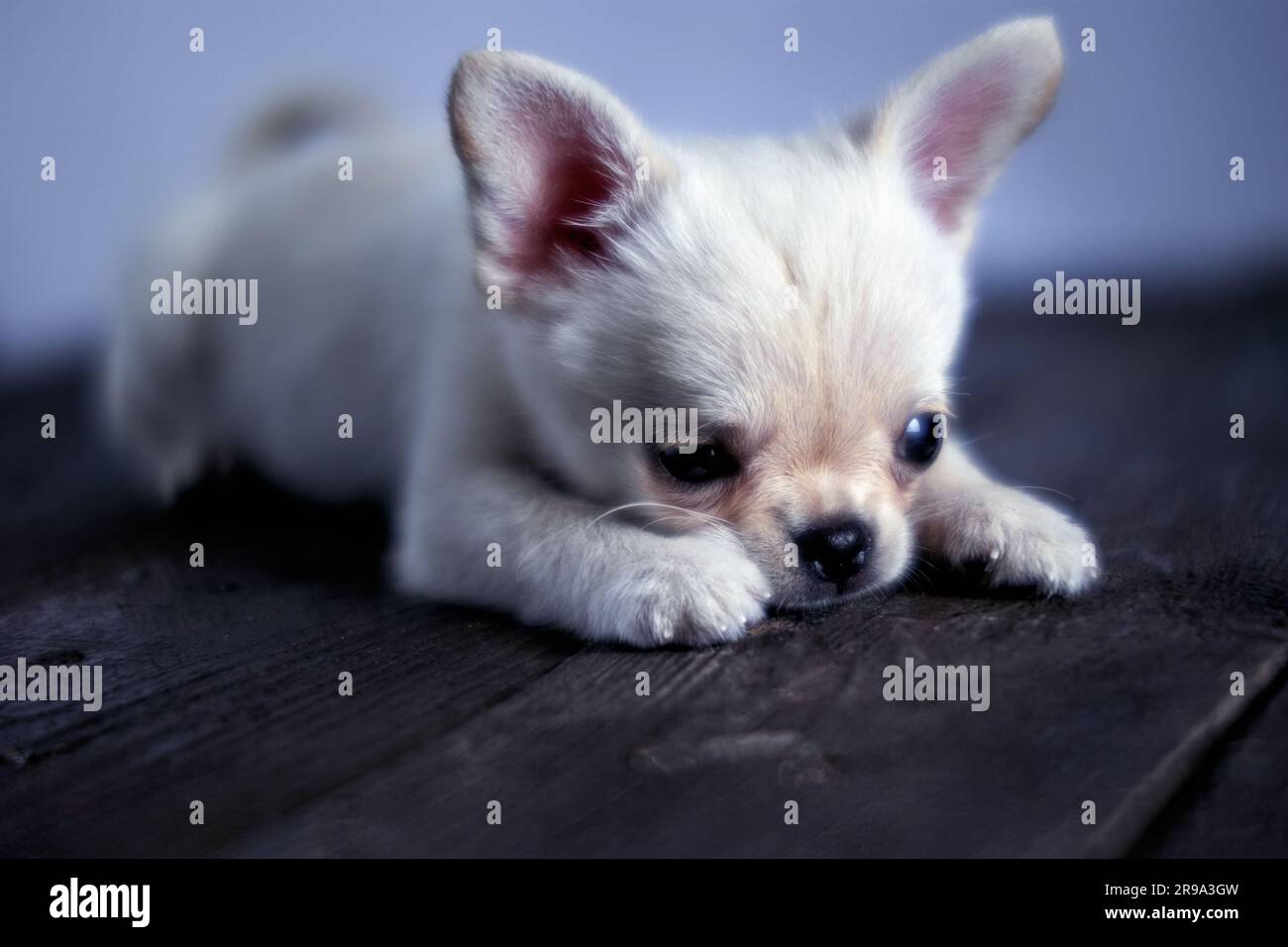 Little cute white chihuahua puppy is lies on a wooden table Stock Photo