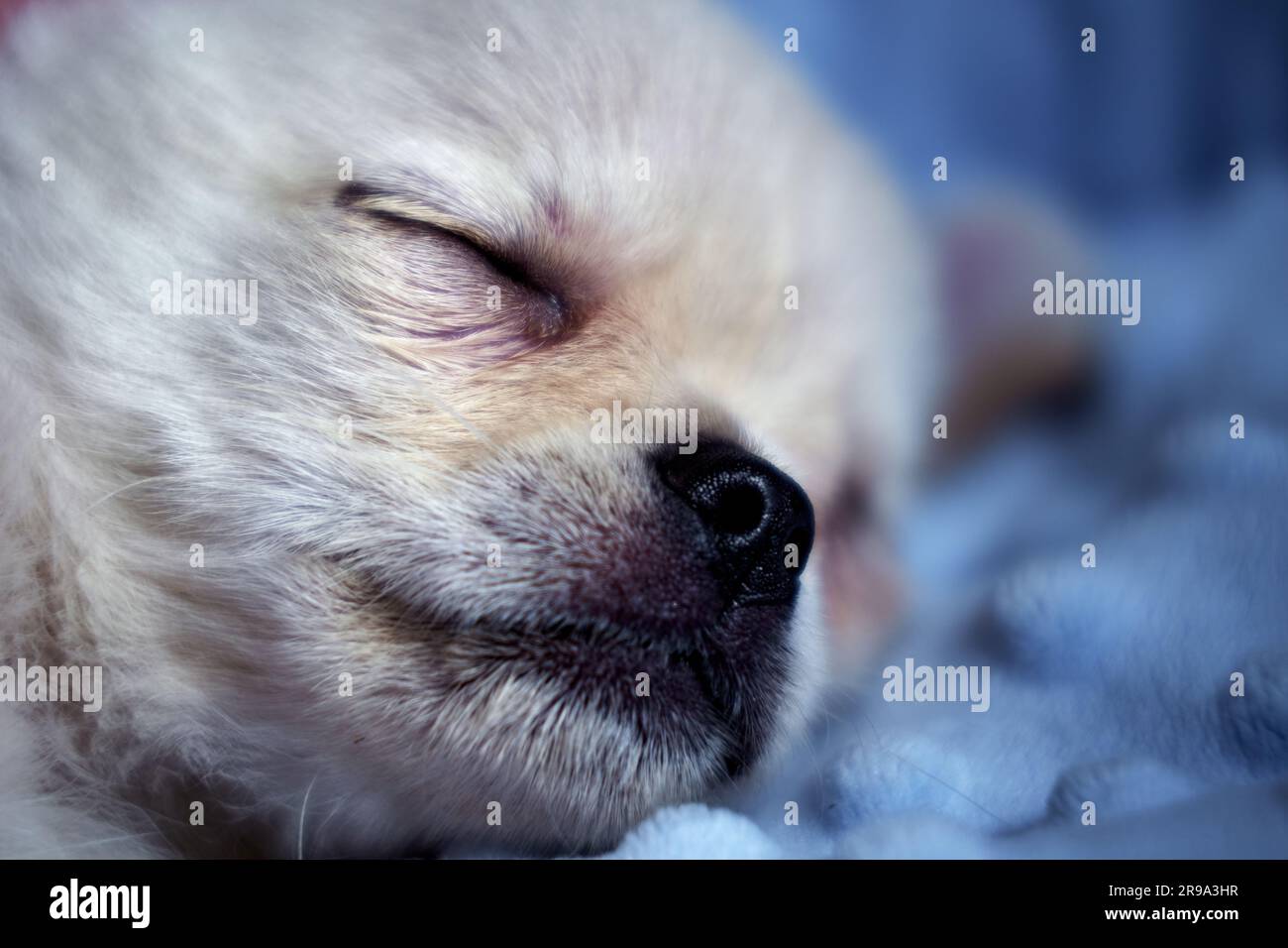 Close up face a cute slepping white chihuahua puppy Stock Photo