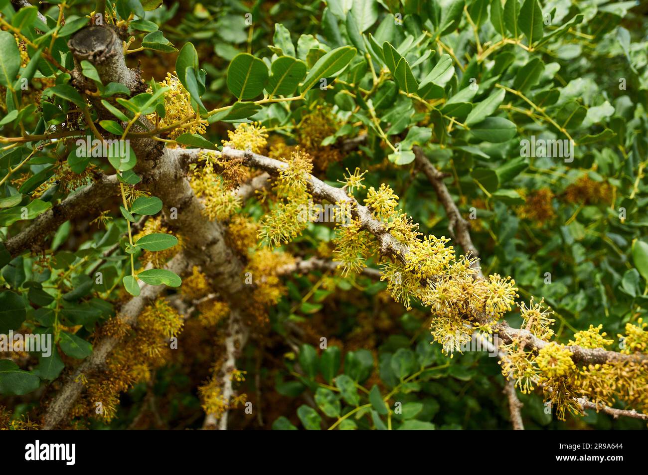 Carob tree ceratonia siliqua hires stock photography and images Alamy