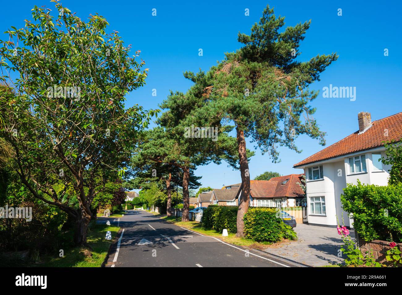 Private road, no cars parked, trees & detached houses in an expensive