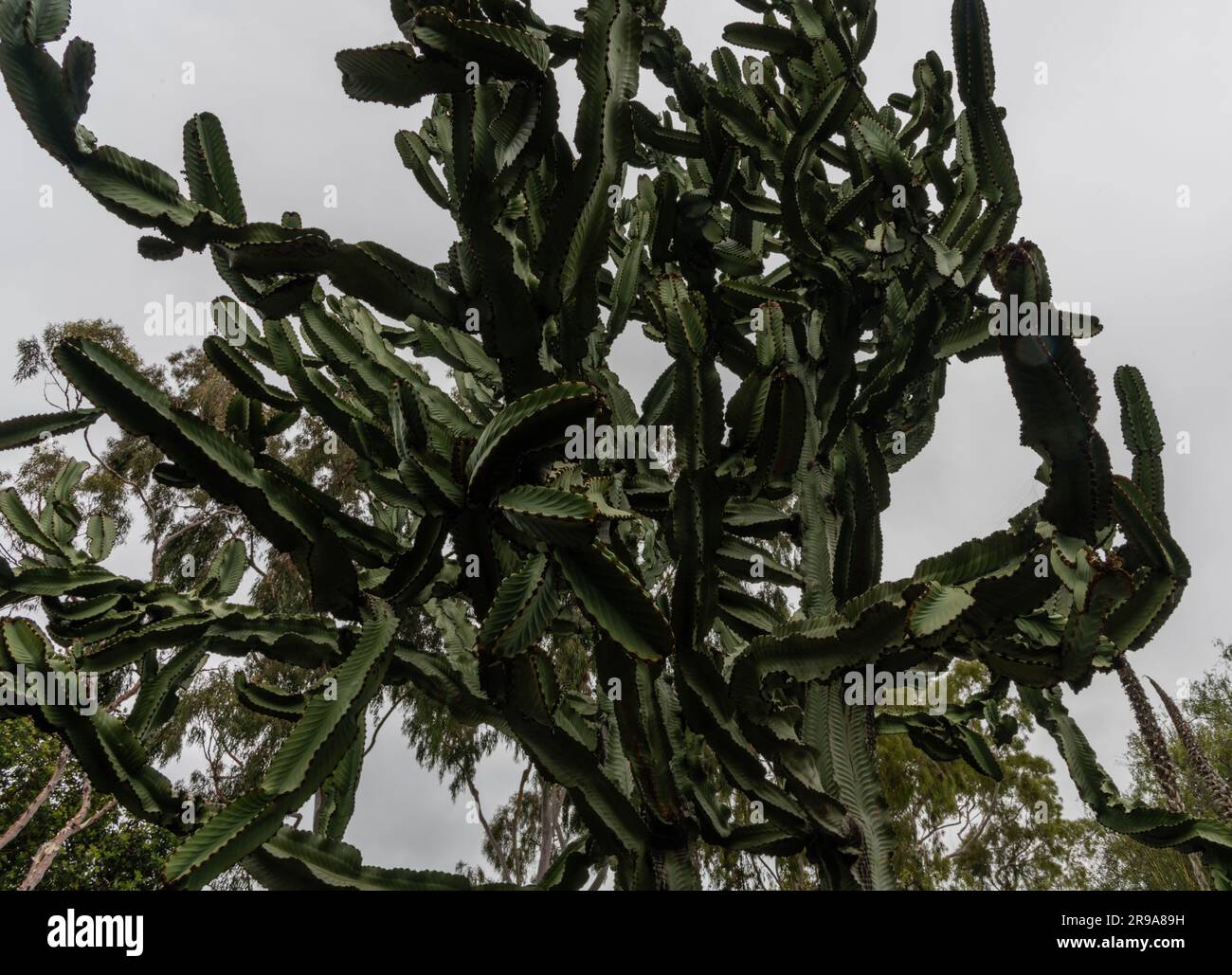 Giant candelabra tree at a botanical garden in Southern California ...