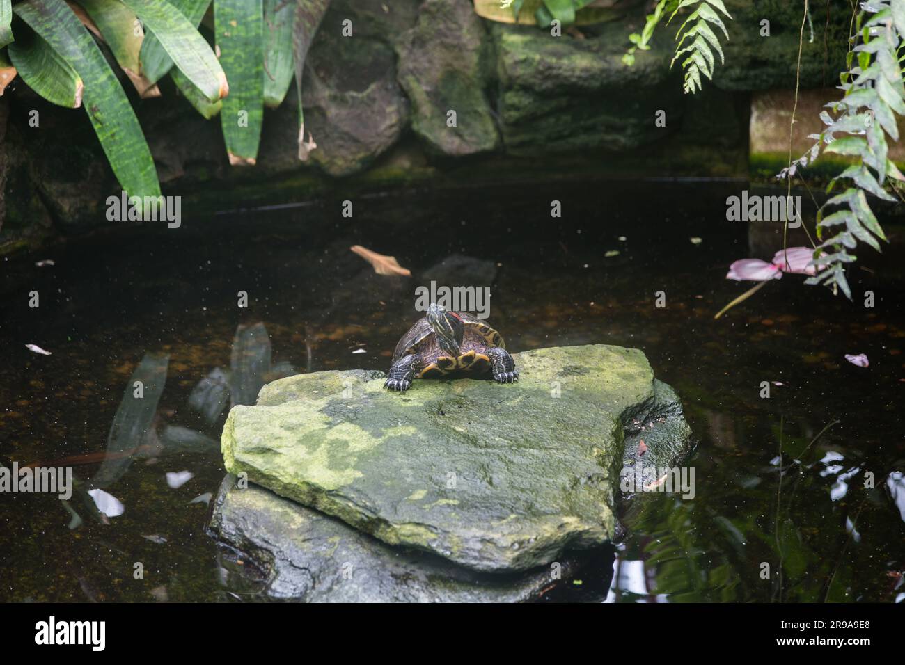 Red-eared slider turtle and koi fishes in a pond at a botanical garden in Southern California Stock Photo
