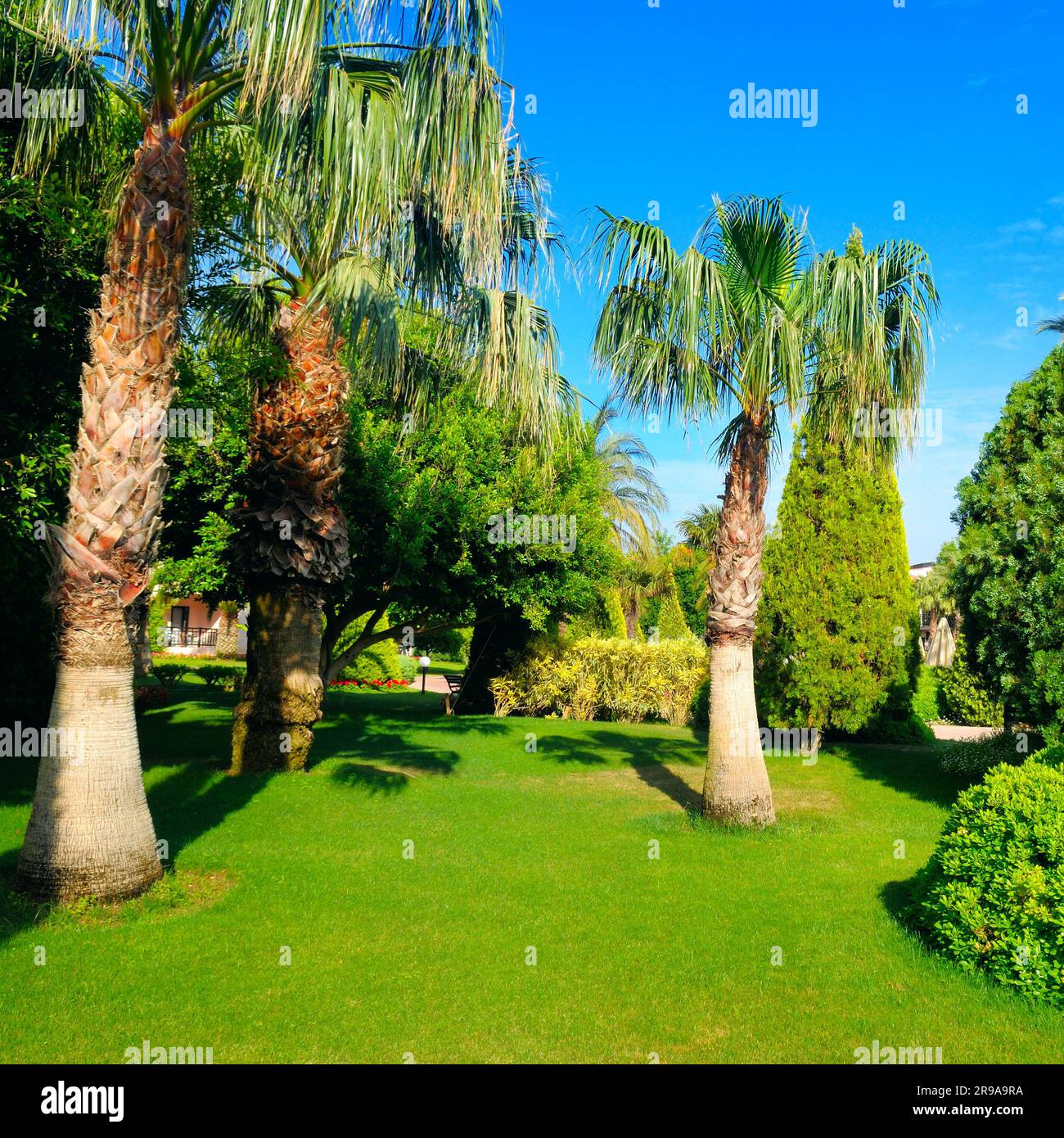 Tropical garden with palm trees and green lawns. Bright sunny day Stock ...