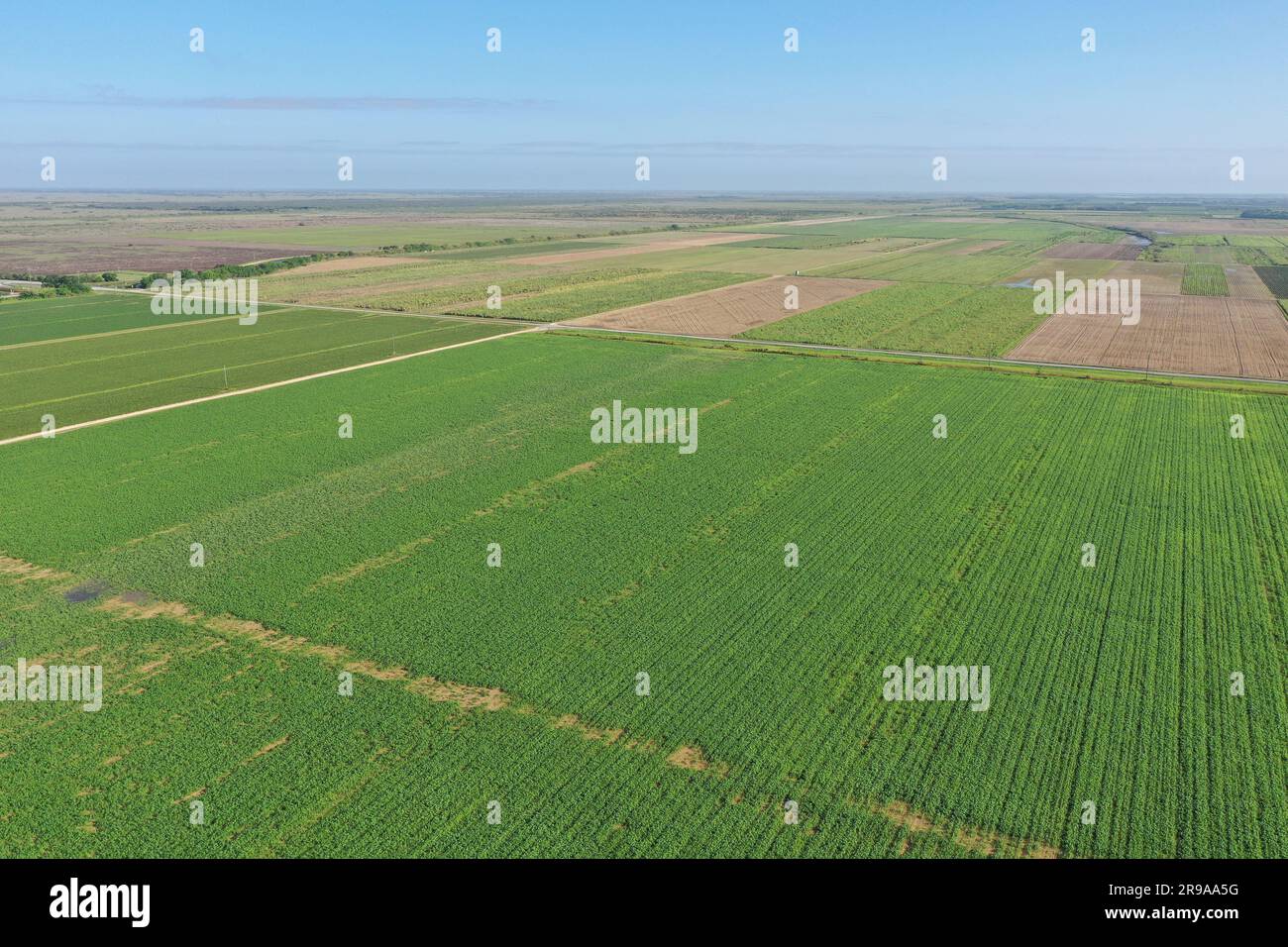 Aerial image of planted fields in Homestead, Florida agricultural area near Everglades National Park on clear sunny morning. Stock Photo