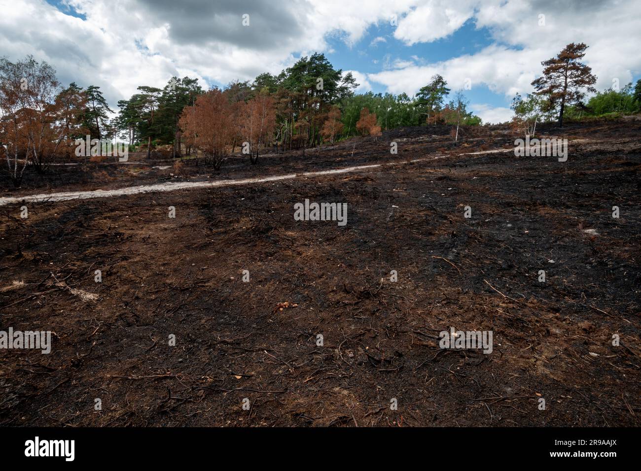June, 2023. Aftermath of a large heathland fire at Frensham Common in Surrey, England, UK, which started on 29th May 2023. The cause of the wildfire remains unknown. Frensham Common is a site of special scientific interest (SSSI), and the blaze has destroyed an important area of lowland heath which was a habitat for rare reptiles and other wildlife. Stock Photo