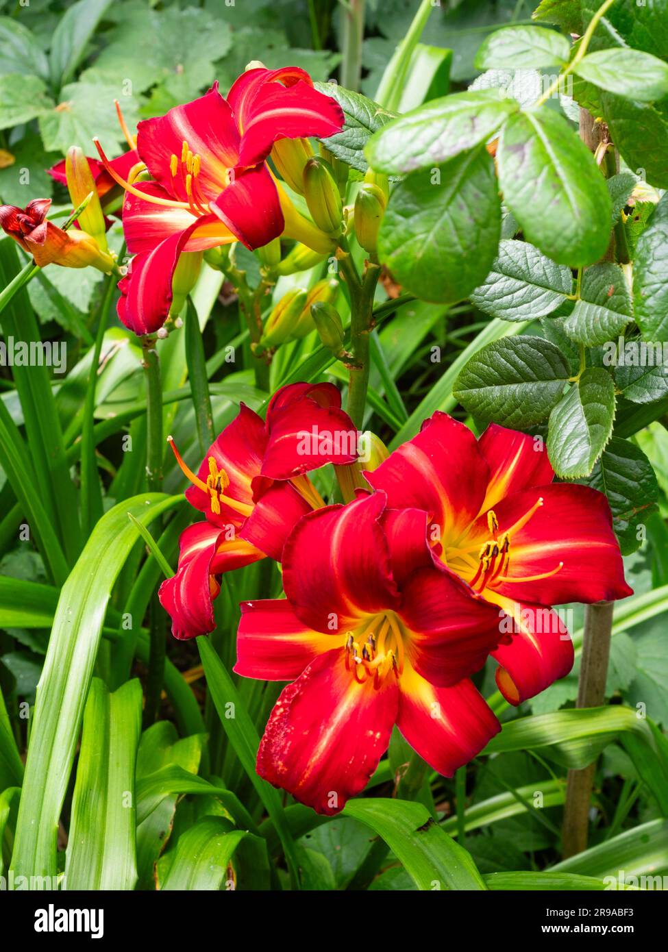 Bright summer flowers of the hardy perennial day lily, Hemerocallis 'Berlin Red' Stock Photo