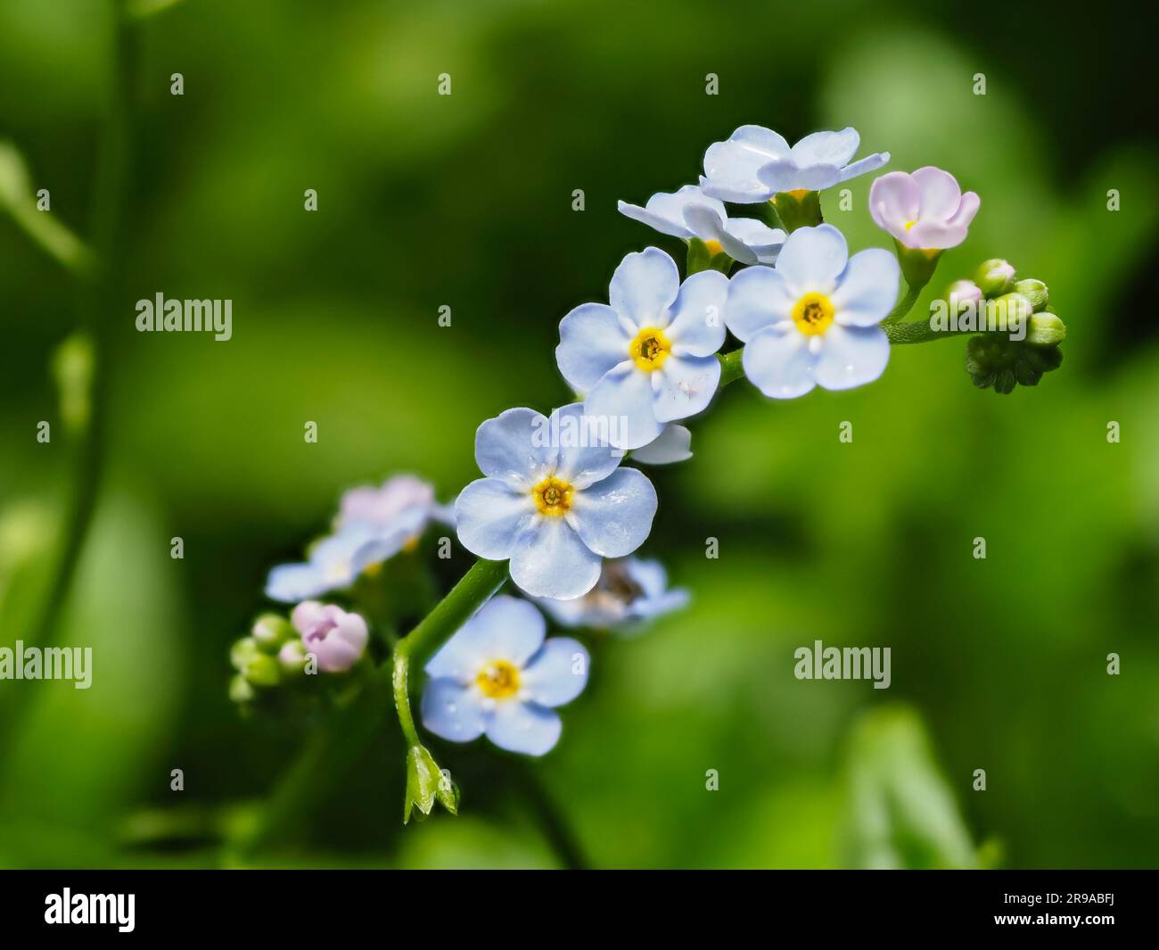 Blue flowers of the summer blooming marginal aquatic hardy perennial, Myosotis scorpiodes, water forget me not Stock Photo