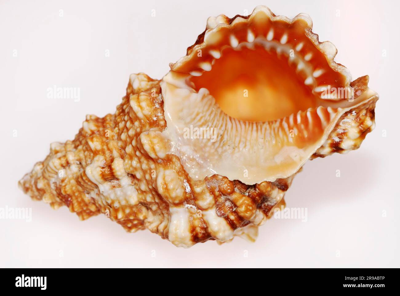 Closeup of a seashell on white background Stock Photo