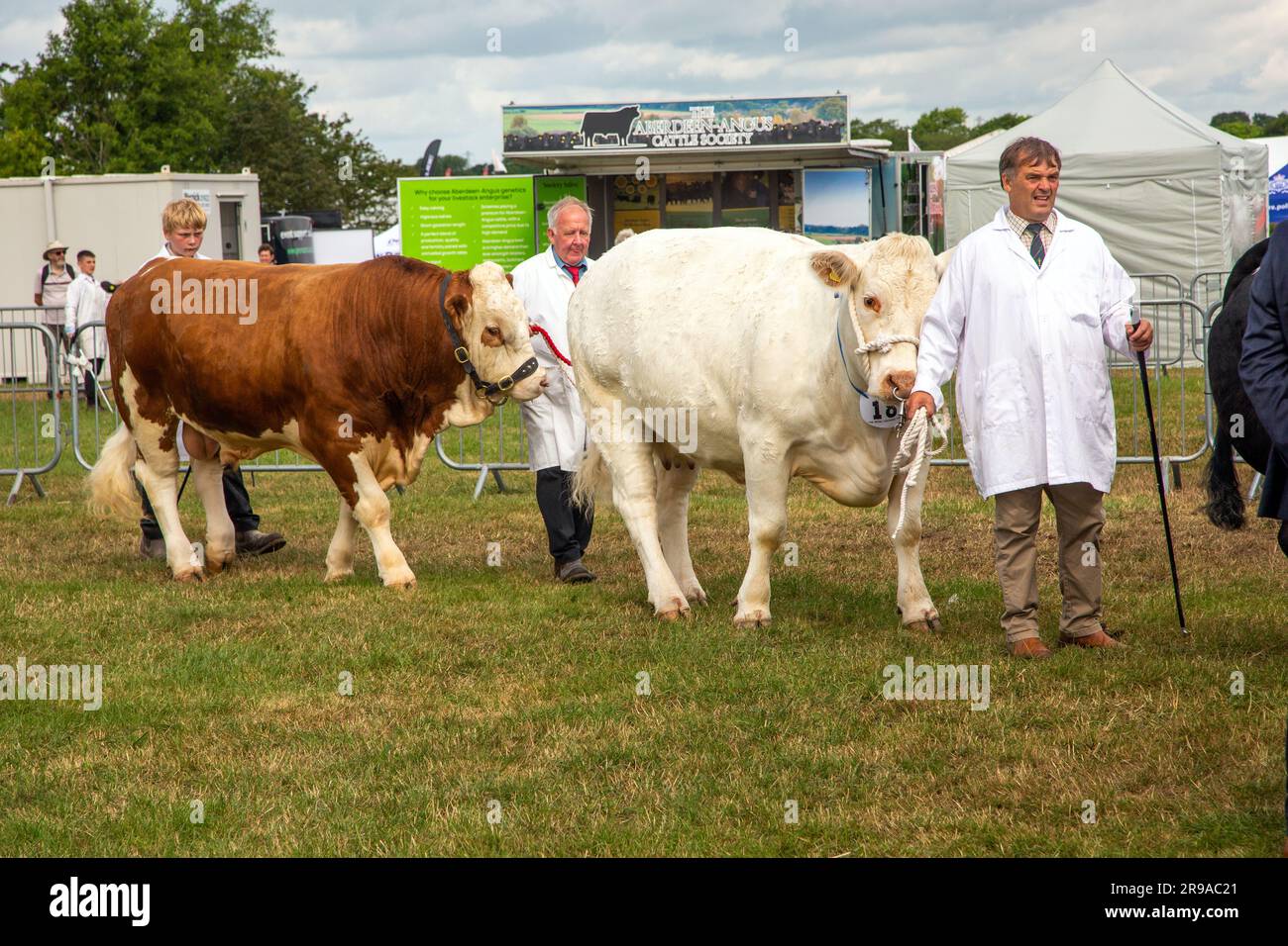 Cattle cows being judged in the parade ring at the Royal Cheshire