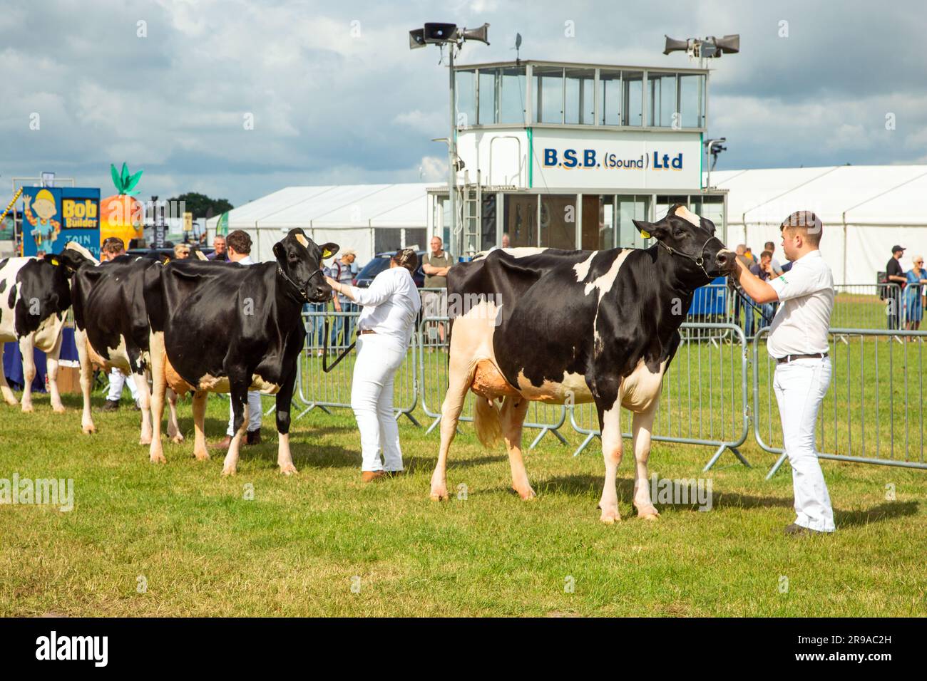 Cattle cows being judged in the parade ring at the Royal Cheshire