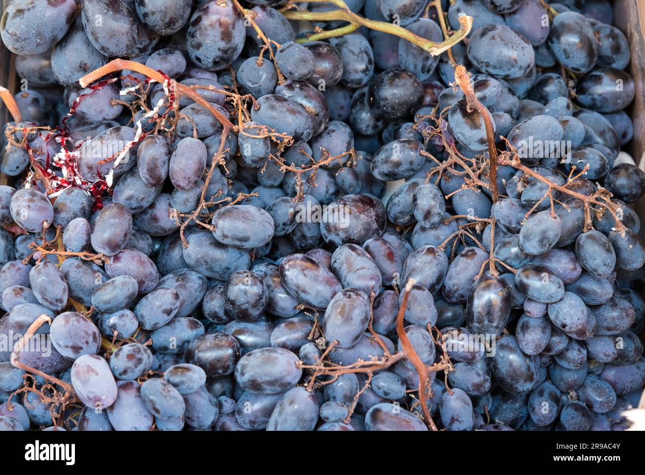 132,951 Grapes Stock Photos, High-Res Pictures, and Images - Getty Images