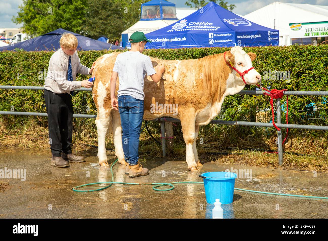 Cattle cows being prepared for judging at the Royal Cheshire