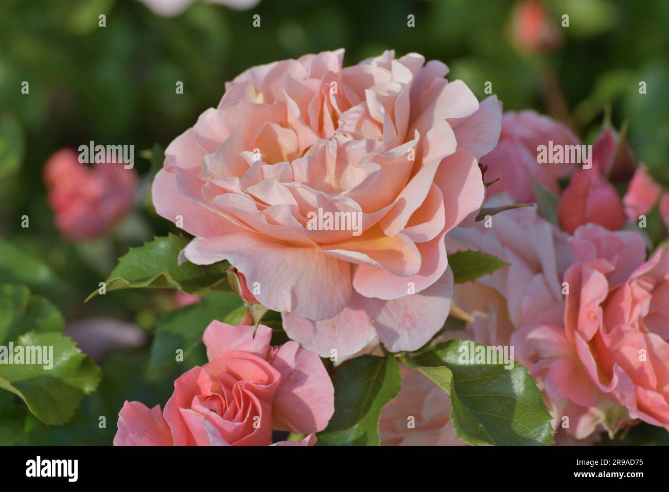 The Beautiful Coral color and avarietal rose Stock Photo
