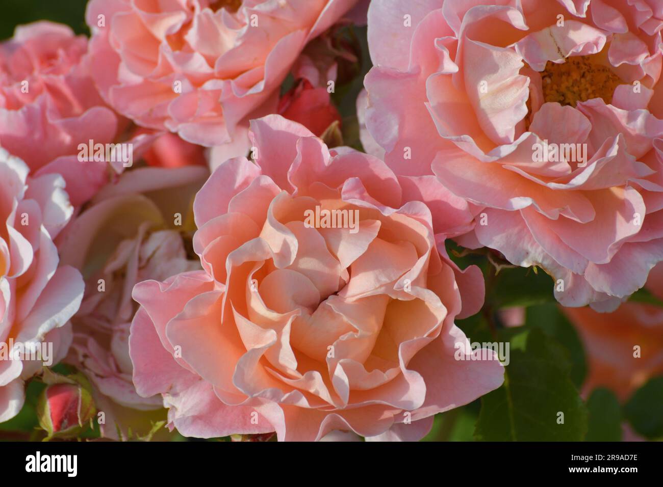 The Beautiful Coral color and avarietal rose Stock Photo