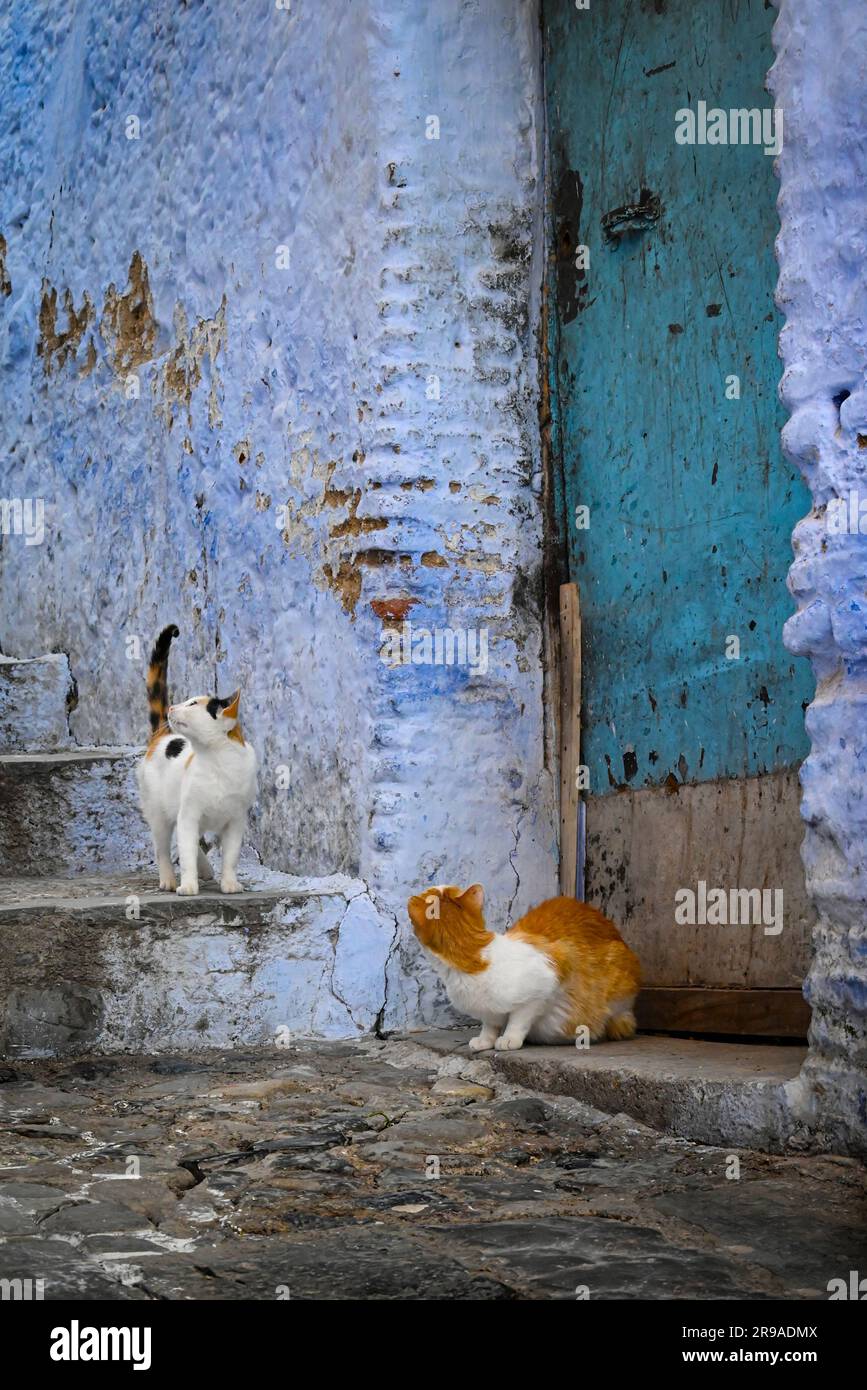 A calico cat and a orange and white cat crane their necks upward on the look out for treats tossed from above, on the steps of a residential area in C Stock Photo
