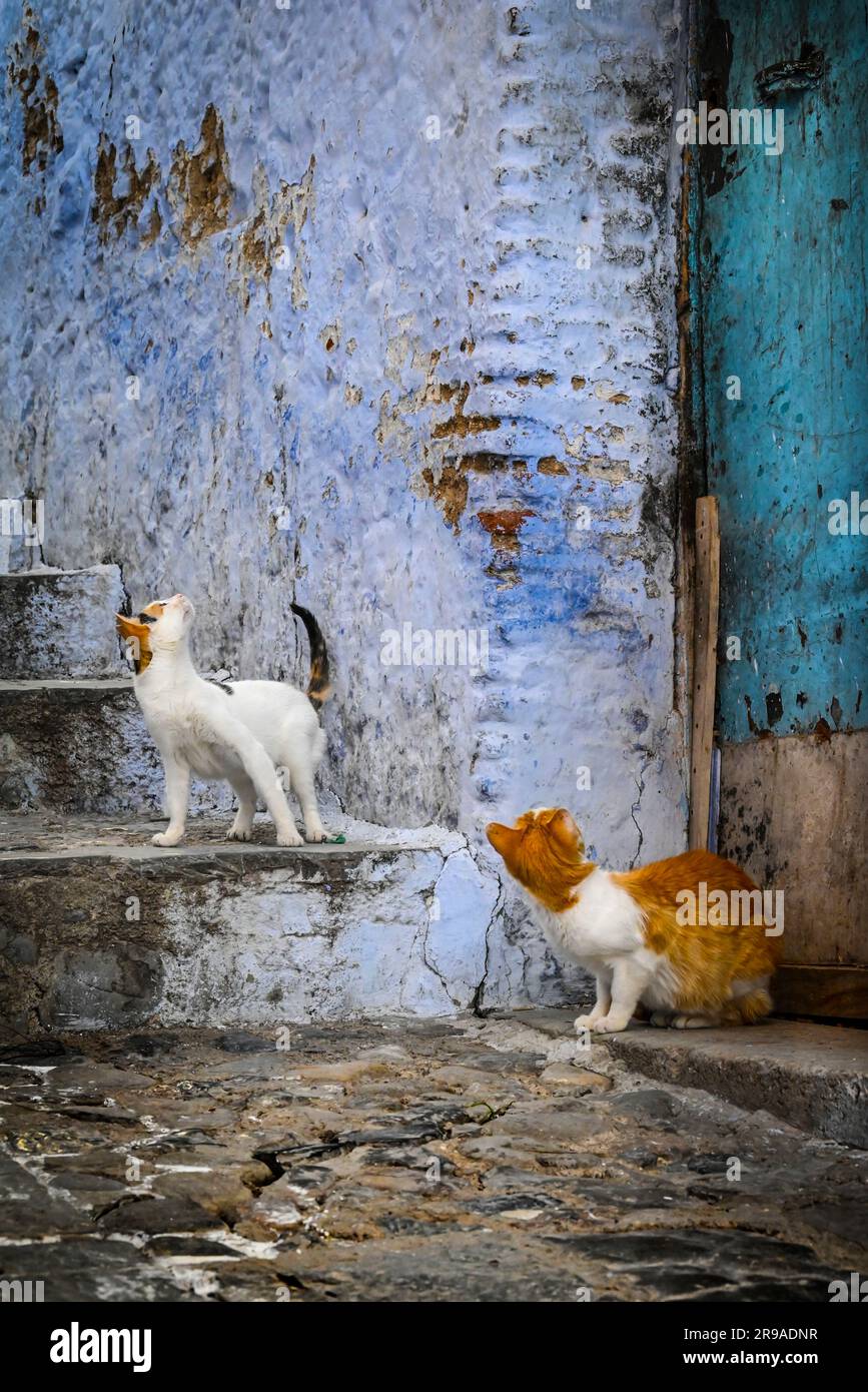 A calico cat and a orange and white cat crane their necks upward on the look out for treats tossed from above, on the steps of a residential area in C Stock Photo