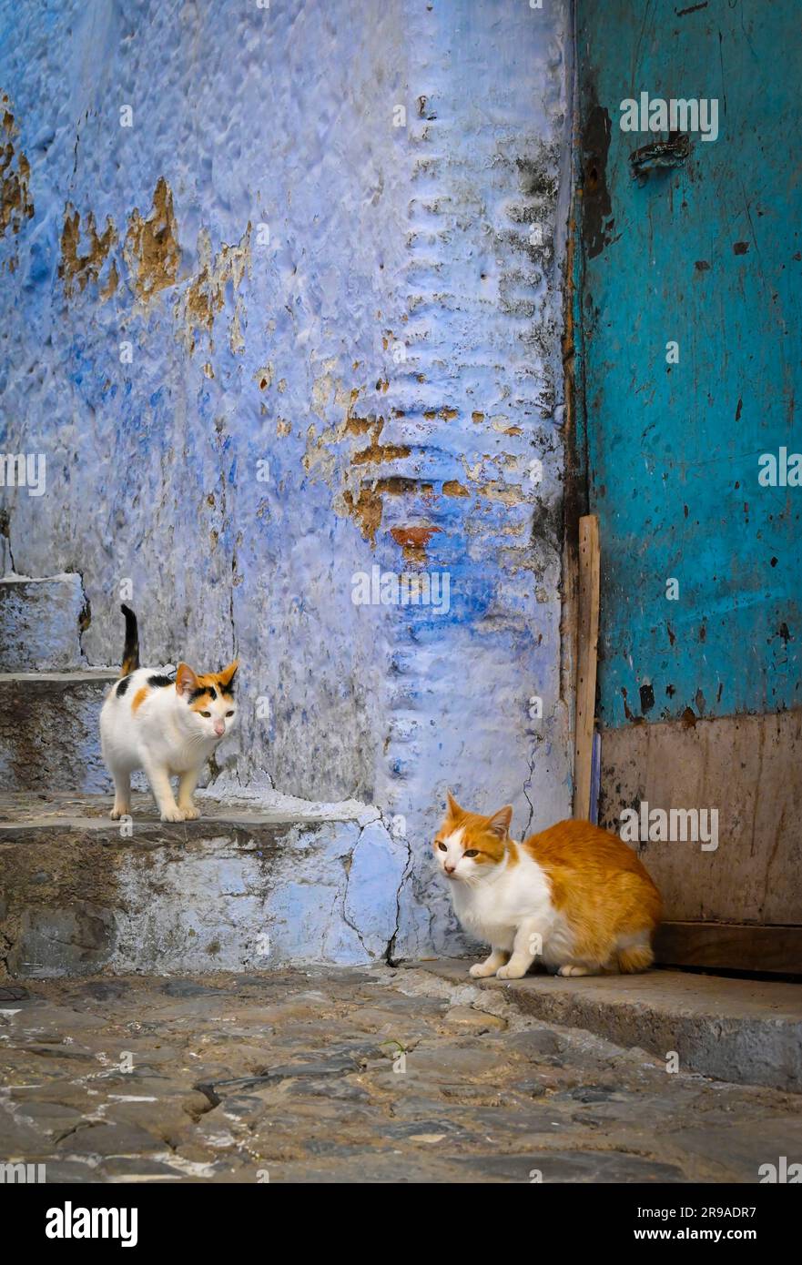 A calico cat and a orange and white cat against an ancient door and steps with blue walls are on the look out for treats tossed from above, on the ste Stock Photo