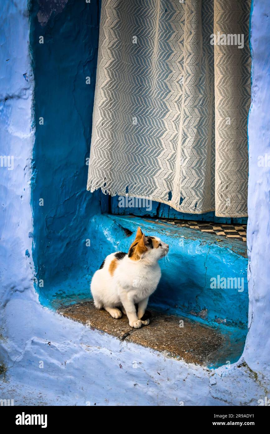 A calico cat carefully intrudes through a curtained door for a likely snack, cats are feed and revered in the blue city, Chefchaouen, Morocco. Stock Photo