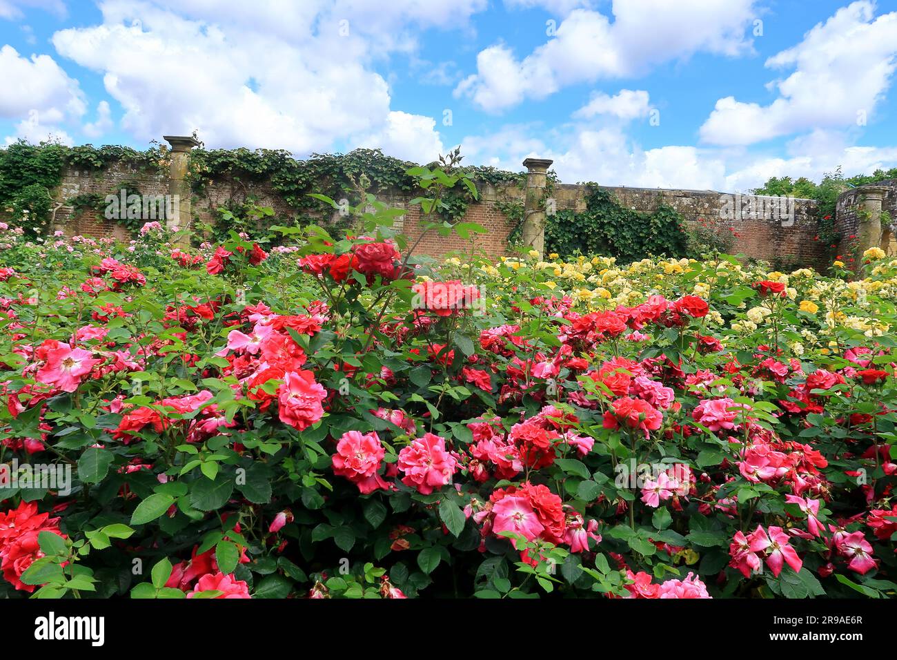 Colourful view of a beautiful rose garden Stock Photo - Alamy