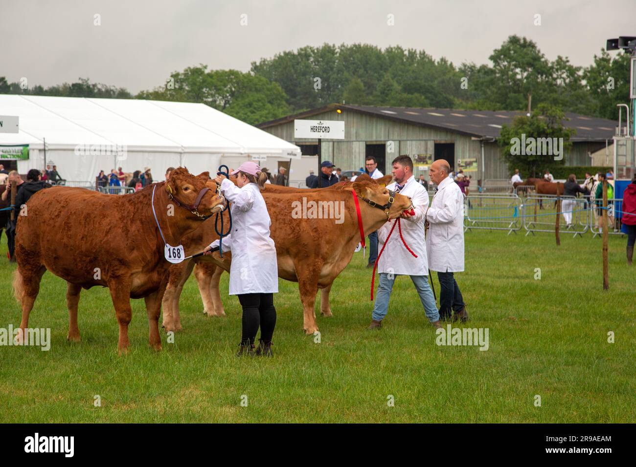 Cattle cows being judged and exhibited in the parade ring at the Royal