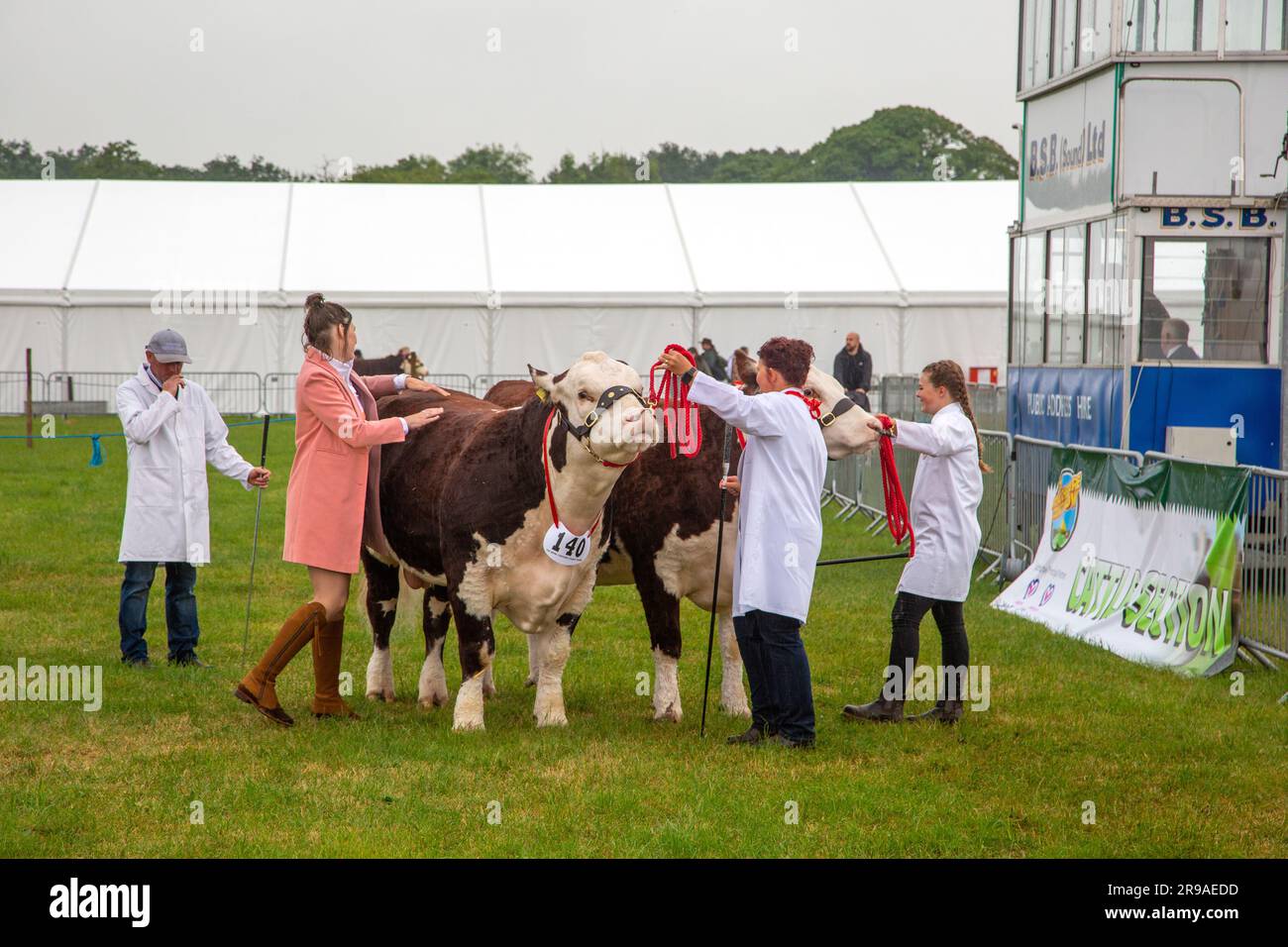 Cattle cows being judged in the parade ring at the Royal Cheshire
