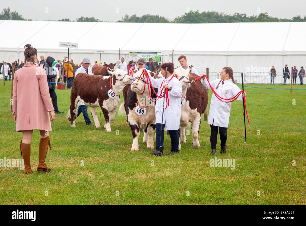 Cattle cows being judged and exhibited in the parade ring at the Royal