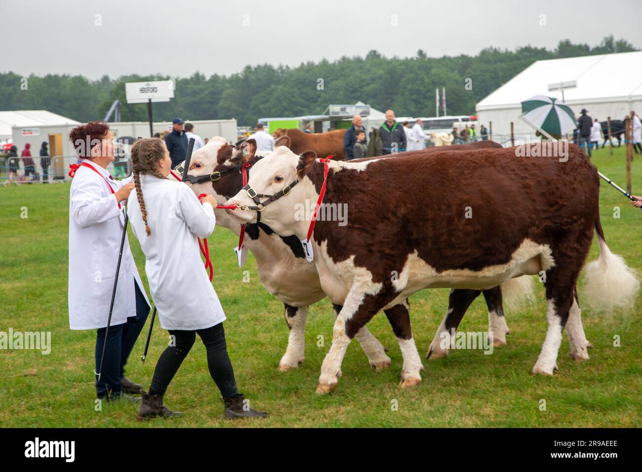 Cattle cows being judged and exhibited in the parade ring at the Royal