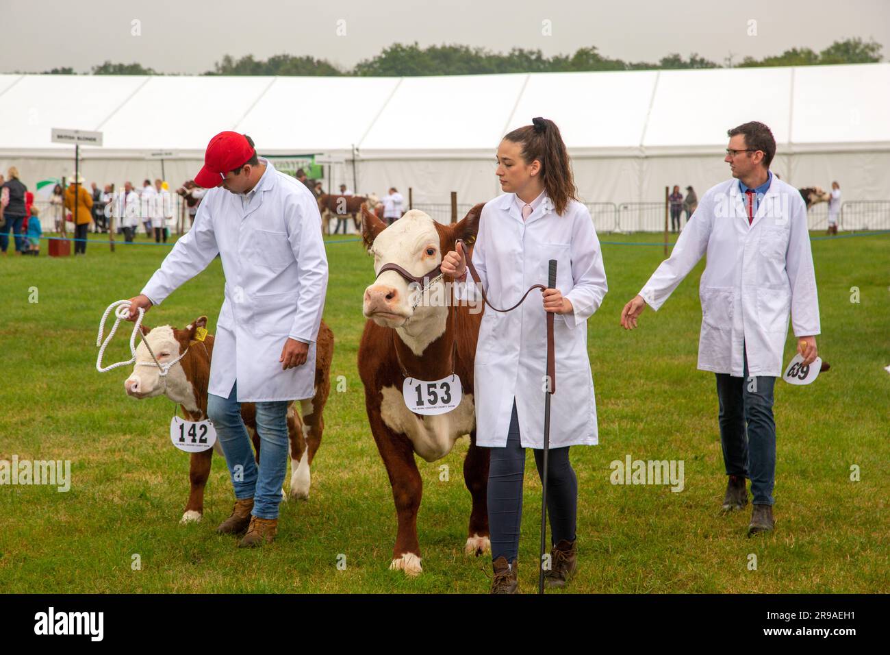 Cattle cows being judged and exhibited in the parade ring at the Royal