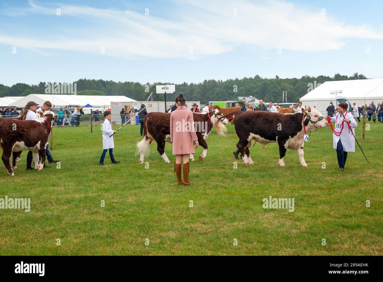 Cattle cows being judged in the parade ring at the Royal Cheshire