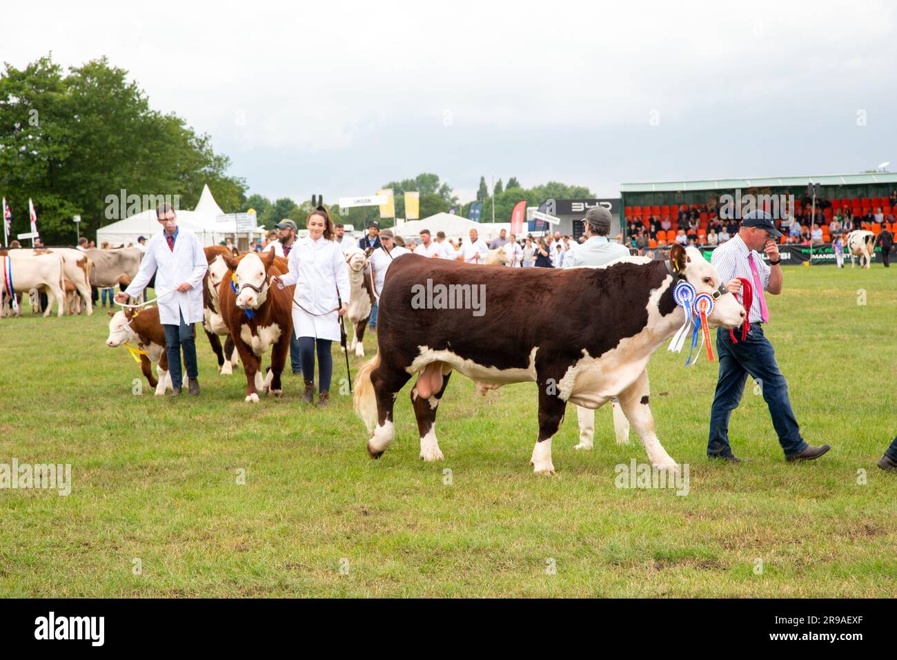 Cattle cows being judged and exhibited in the parade ring at the Royal