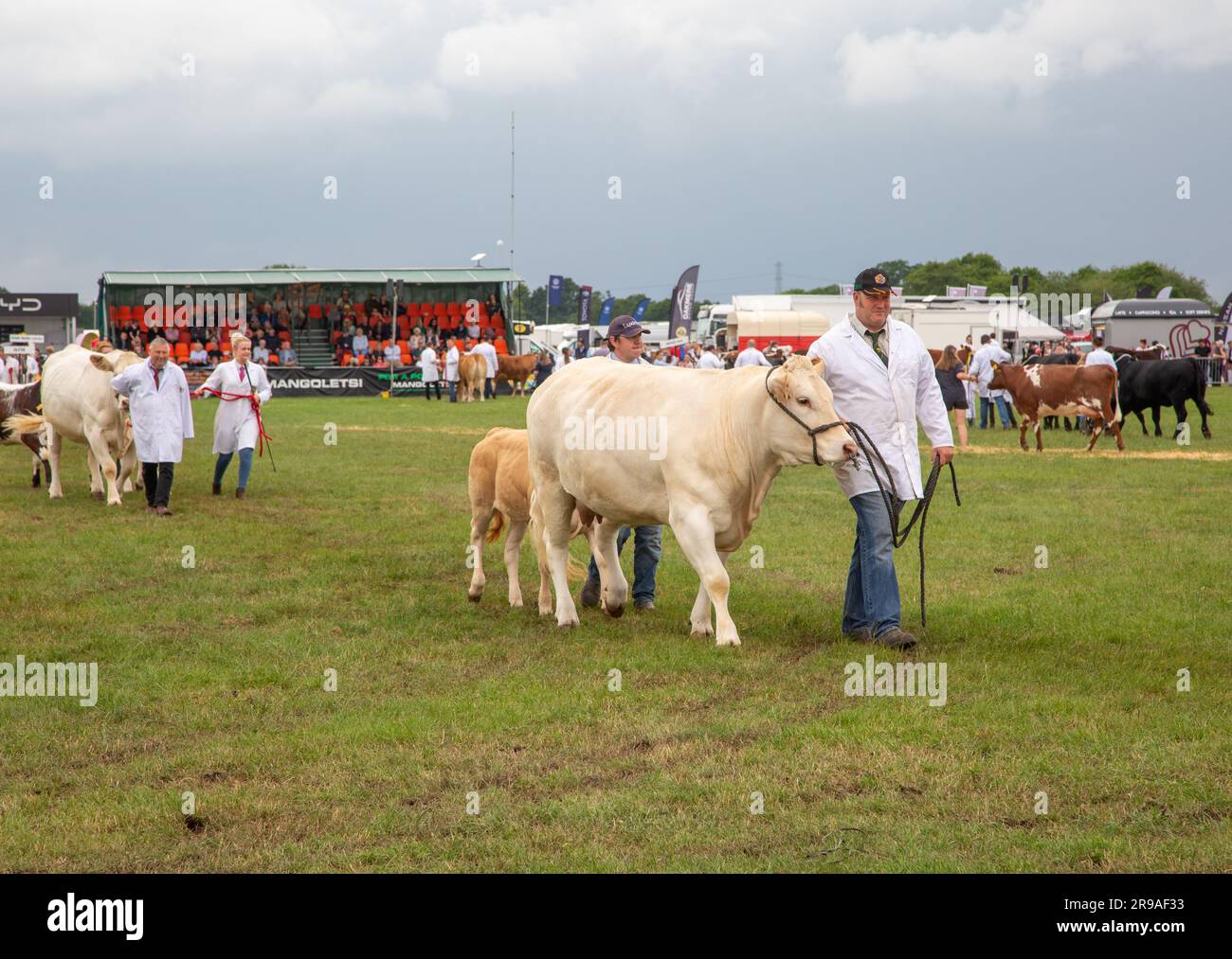 Cattle cows being judged and exhibited in the parade ring at the Royal