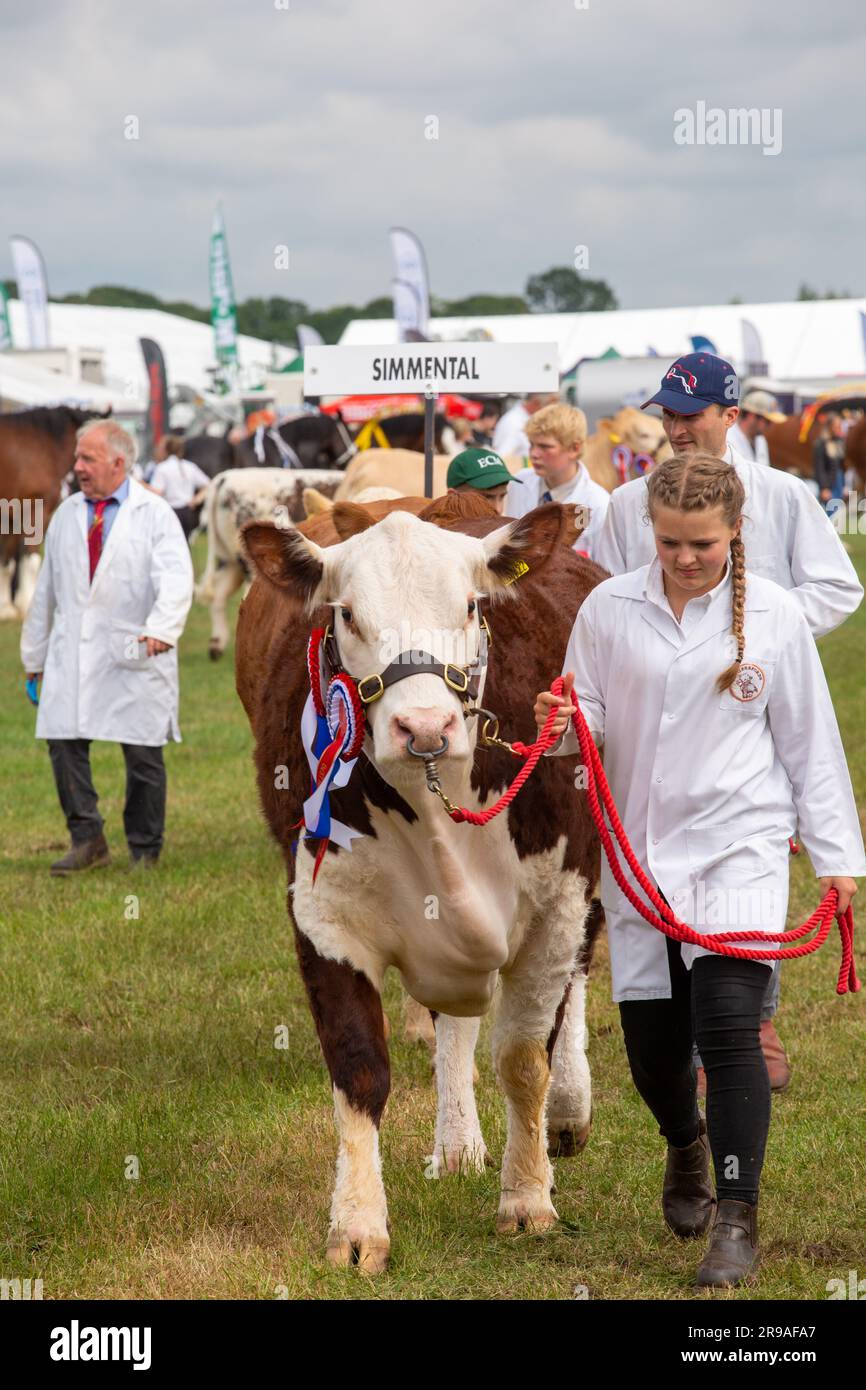 Cattle cows being judged in the parade ring at the Royal Cheshire