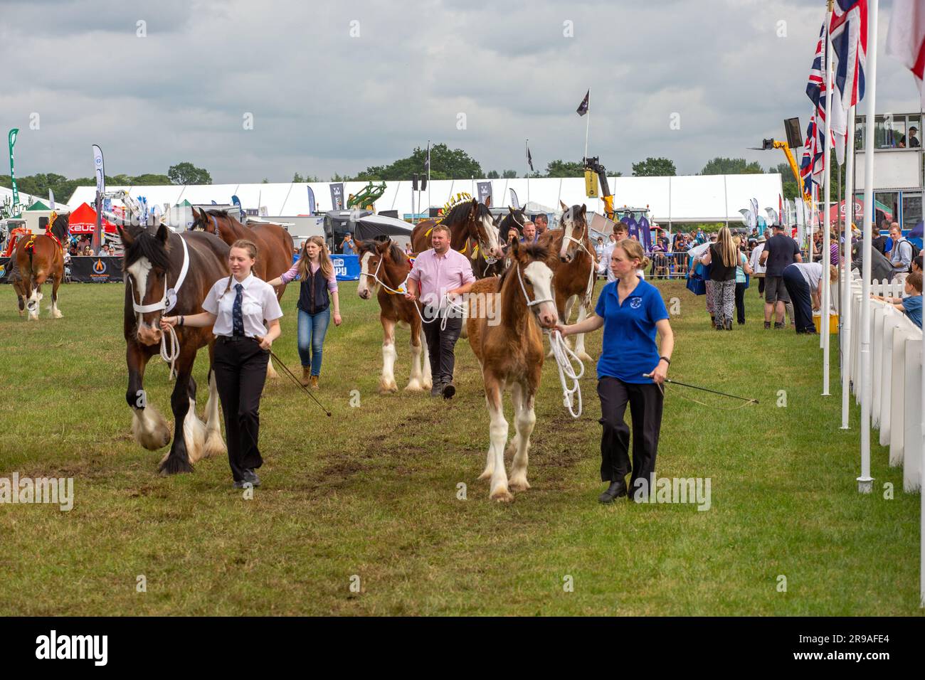 Heavy horses in the show ring at the Royal Cheshire agricultural show of June 2023 at the Tabley showground Stock Photo
