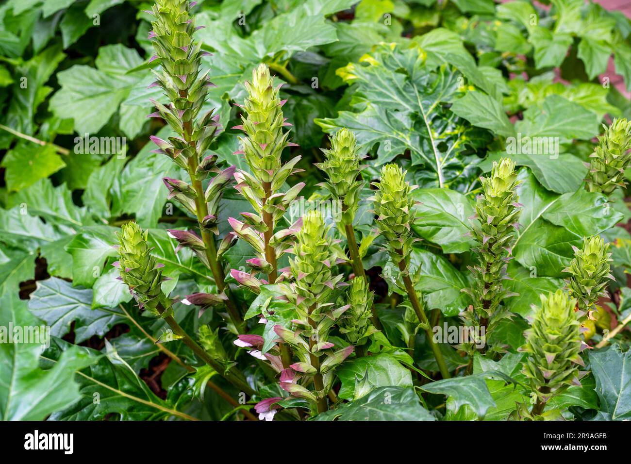 Acanthus balcanicus, is an endemic herbaceous perennial plant in the genus Acanthus, native to the Balkan peninsula, up to Dalmatia. Stock Photo