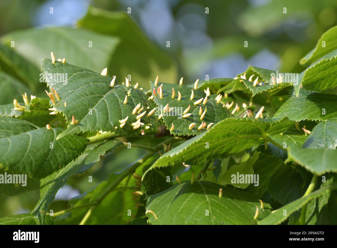 Nests gall mite develops on a large-leaved linden - Tilia platyphylla Stock Photo