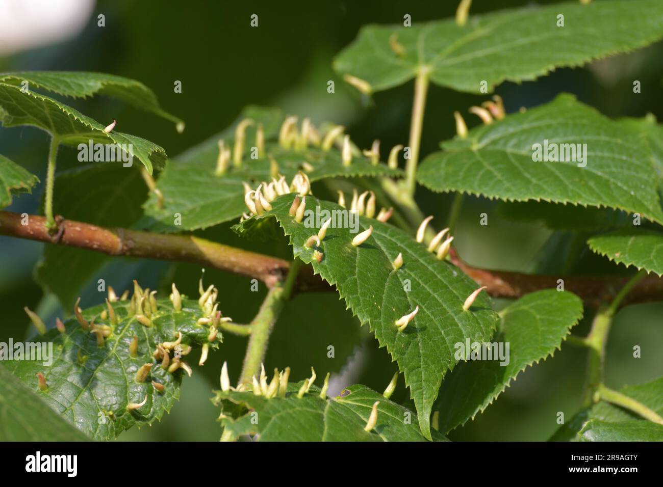 Nests gall mite develops on a large-leaved linden - Tilia platyphylla Stock Photo