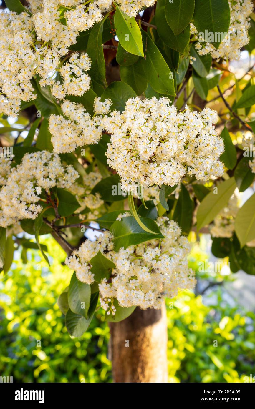 selective focus of photinia flowers (Photinia x fraseri) in a garden with blurred background Stock Photo