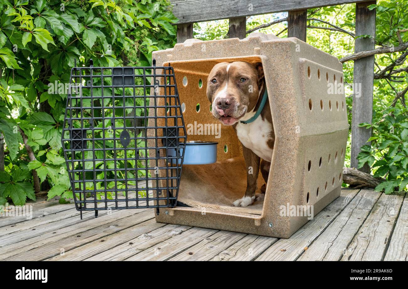 Pitbull kennel 2025