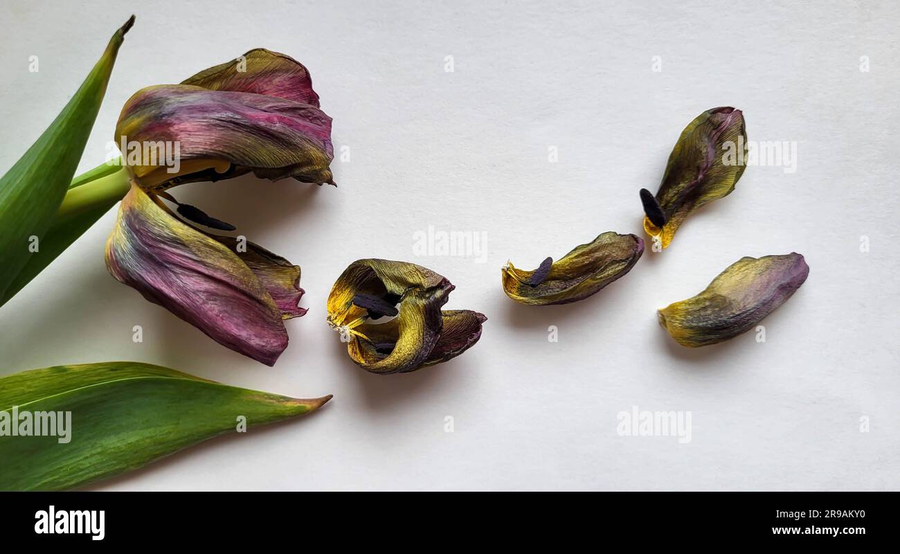 dried Tulip petals on a white table. Stock Photo