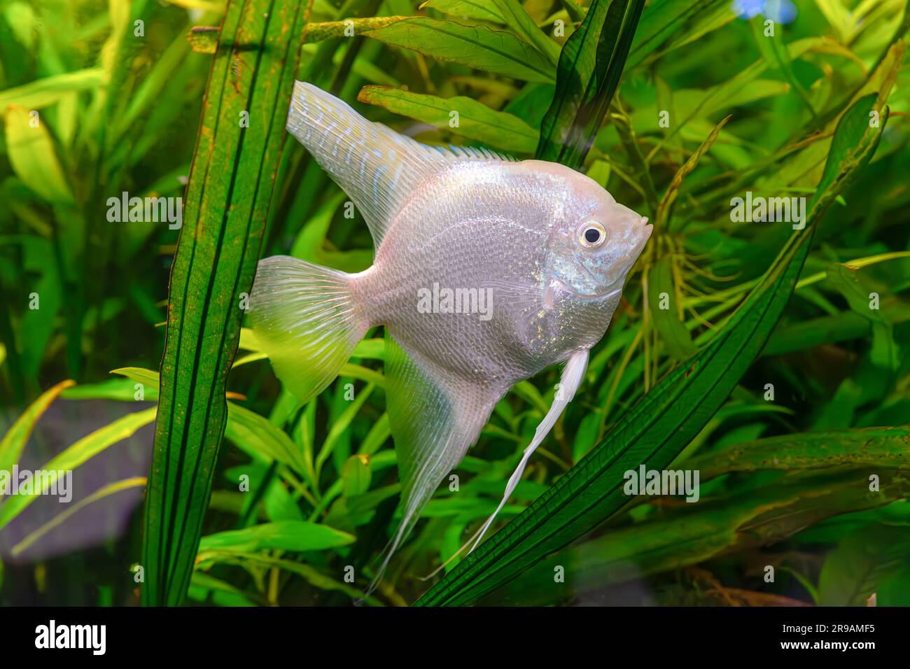 Tropical fish Pterophyllum scalare altum, angelfish swimming in aquarium water wtih green algae. Two white silver fishes in oceanarium pool. Aquatic o Stock Photo