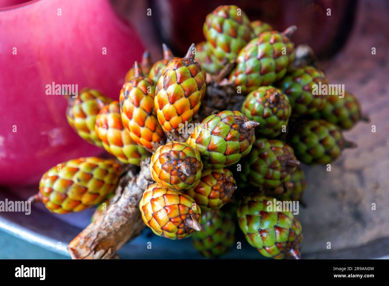 Cluster of fresh raphia hookeri or jupati fruit Stock Photo