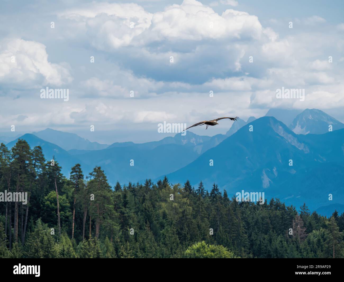 Black kite bird of prey flying in front of an alpine forest mountain landscape cloudy sky gliding Stock Photo