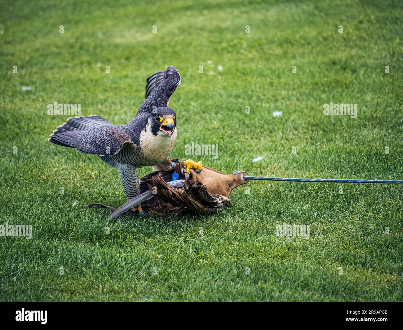 Falcon taking a dummy prey during a show performance Stock Photo - Alamy